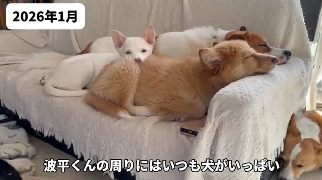 2026年1月 波平くんの周りにはいつも犬が