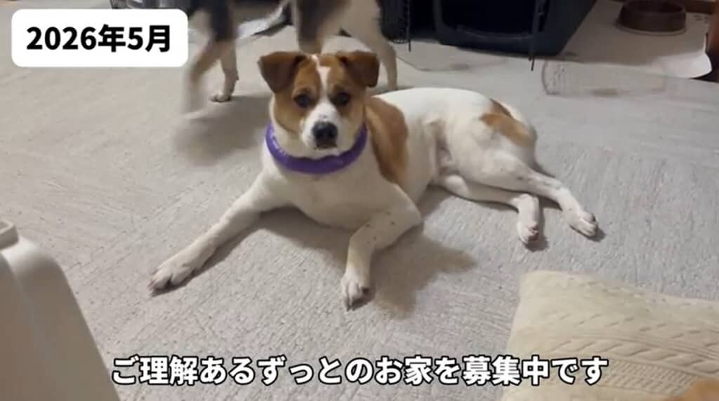 2026年5月 ずっとのお家を募集中です