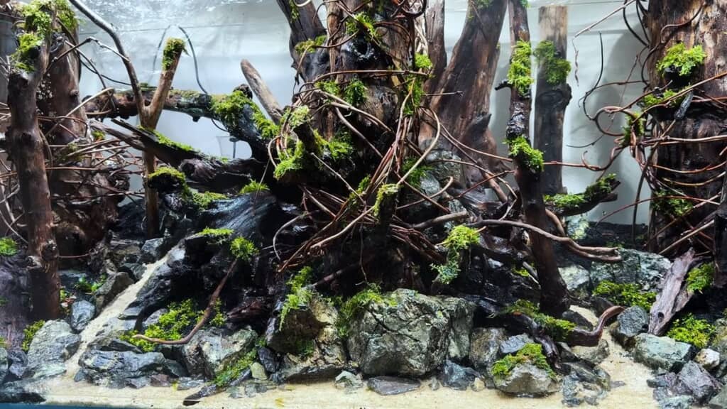 骨格に植物を植えた状態