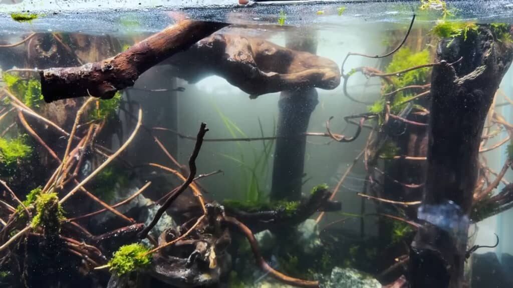 注水した結果、浮き上がった流木