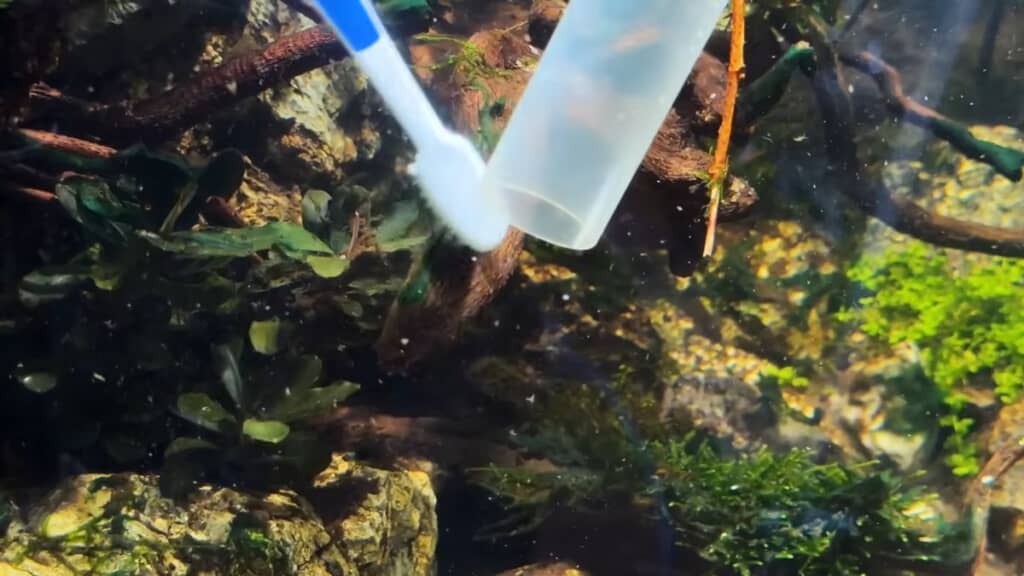ブラシでこすり落とし、ホースで藍藻を吸引
