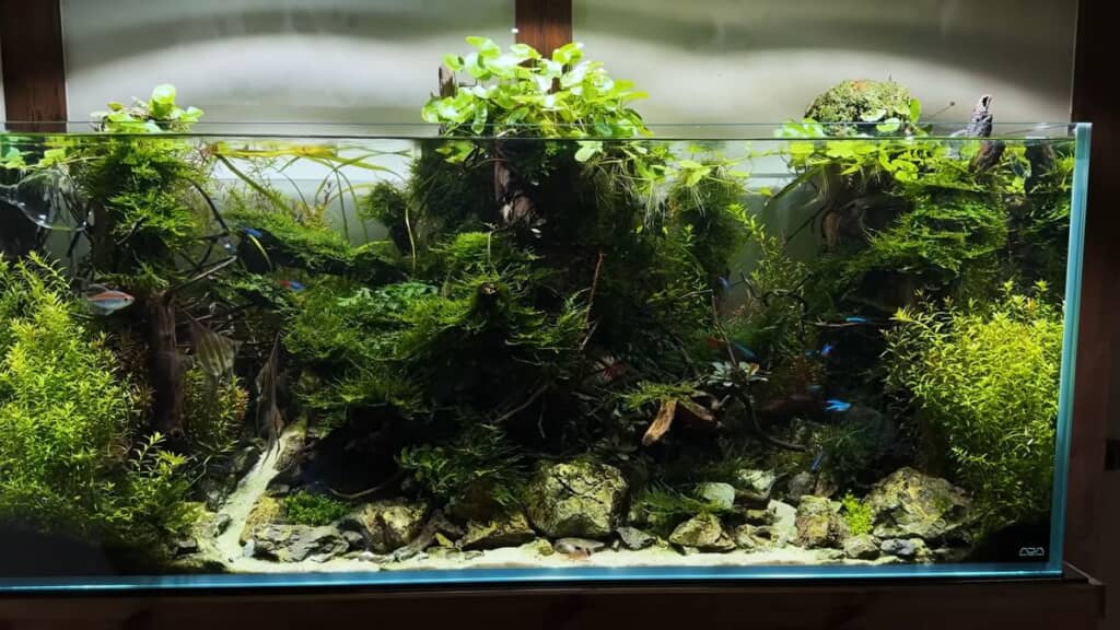 完成した水景