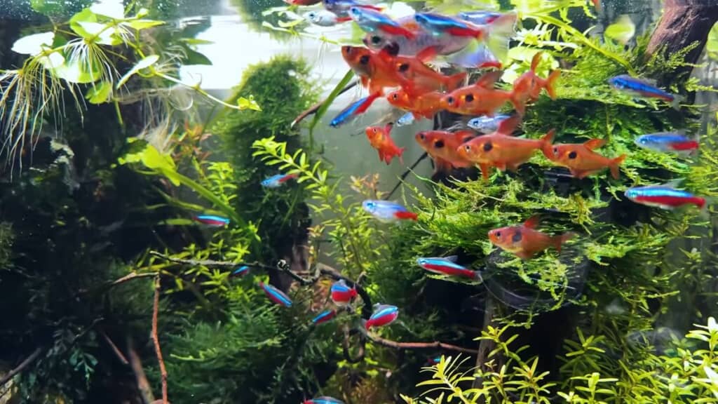 水槽内を泳ぐ熱帯魚