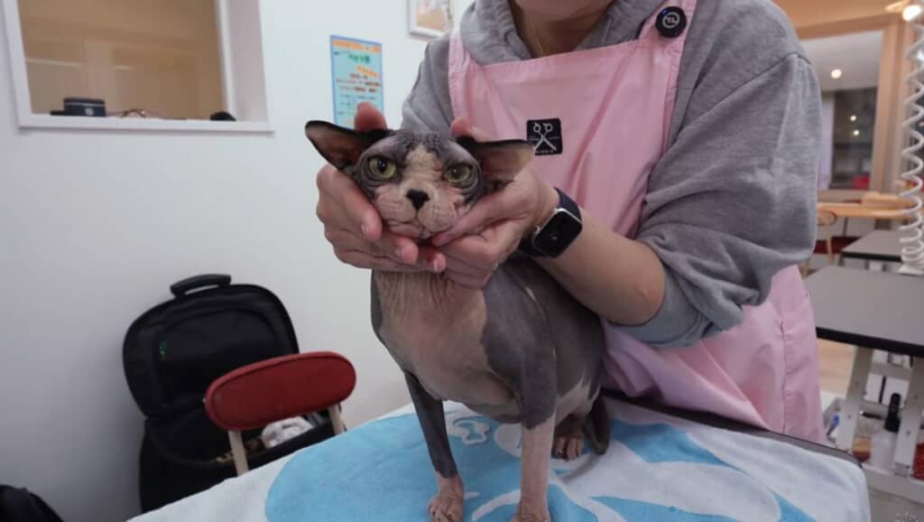 スフィンクスの「セナ」ちゃん