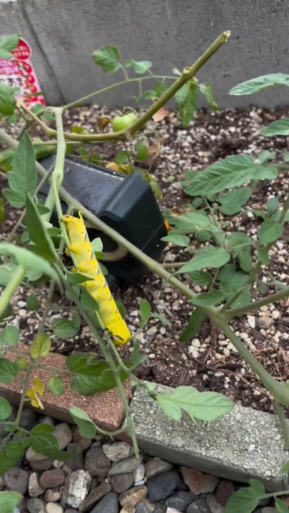 正体は葉っぱを食べに来た芋虫。収獲済みなので大目に見てもらっている様子