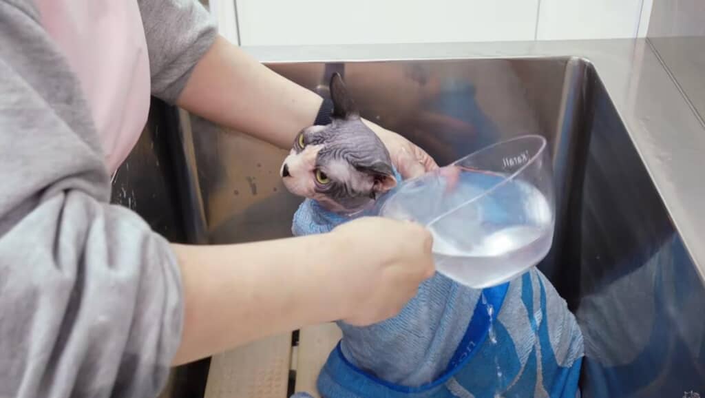 最後はすすぎとリンス