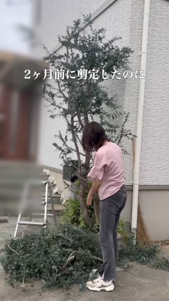 スッキリ剪定したユーカリ