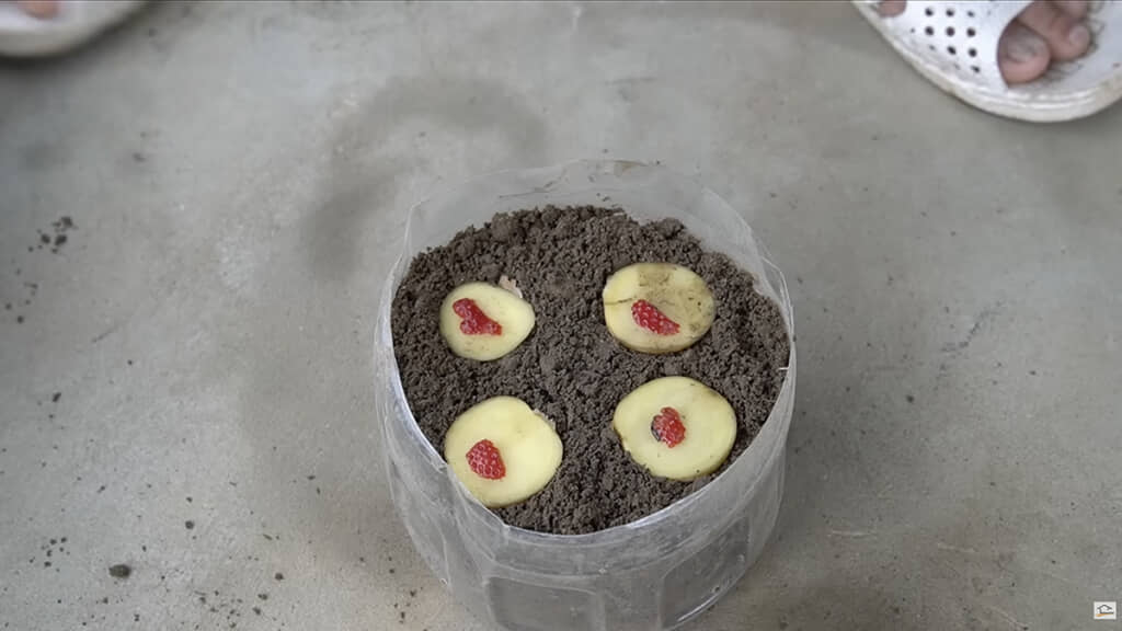 ペットボトルの底を切った容器にイチゴを植えます