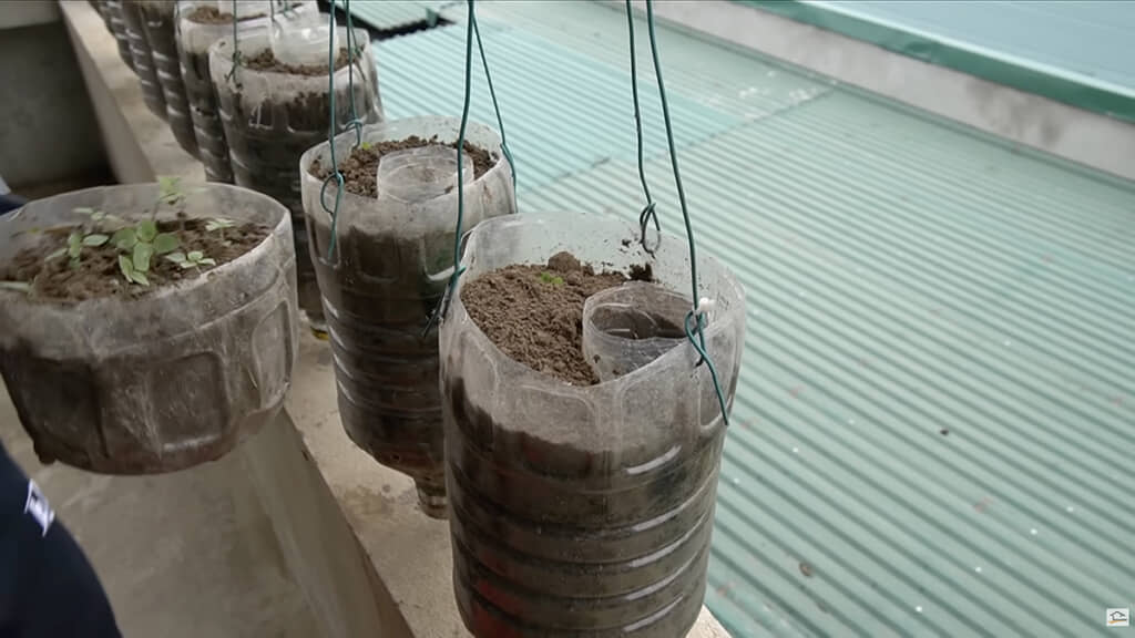 深い容器に植え替え