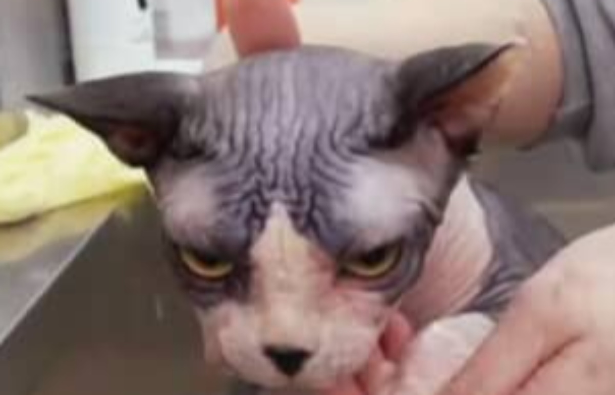 毛がない猫を2週間ぶりにお風呂に入れたら……　驚きの光景に「うわーーーーー！」「お湯の色が！！！」　話題（1/3） | 猫 ねとらぼ