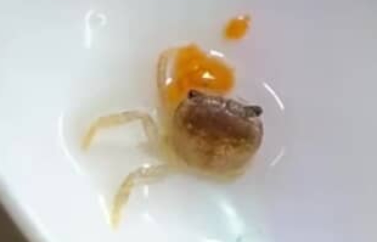 共食い被害で手足を失ったカニ→1カ月手厚くケアし続けたら……　驚きの姿に「すげーな、おめぇ!!」「ここまで回復するんですね」（1/3） | その他生き物 ねとらぼ