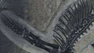 2億4500万年前の海洋爬虫類の化石に、胃腸の残留物が保存されていた