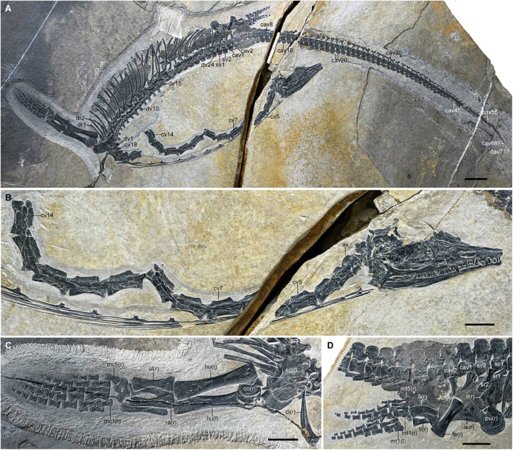 中国南部の雲南省で発見された海洋爬虫類「オーストロナガ・ミヌタ(Austronaga minuta)」の化石