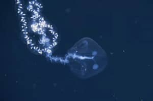 水深1800メートルを超える海域で発見された、新種とみられる生物
