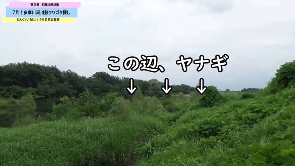 多摩川の河川敷でクワガタ探し
