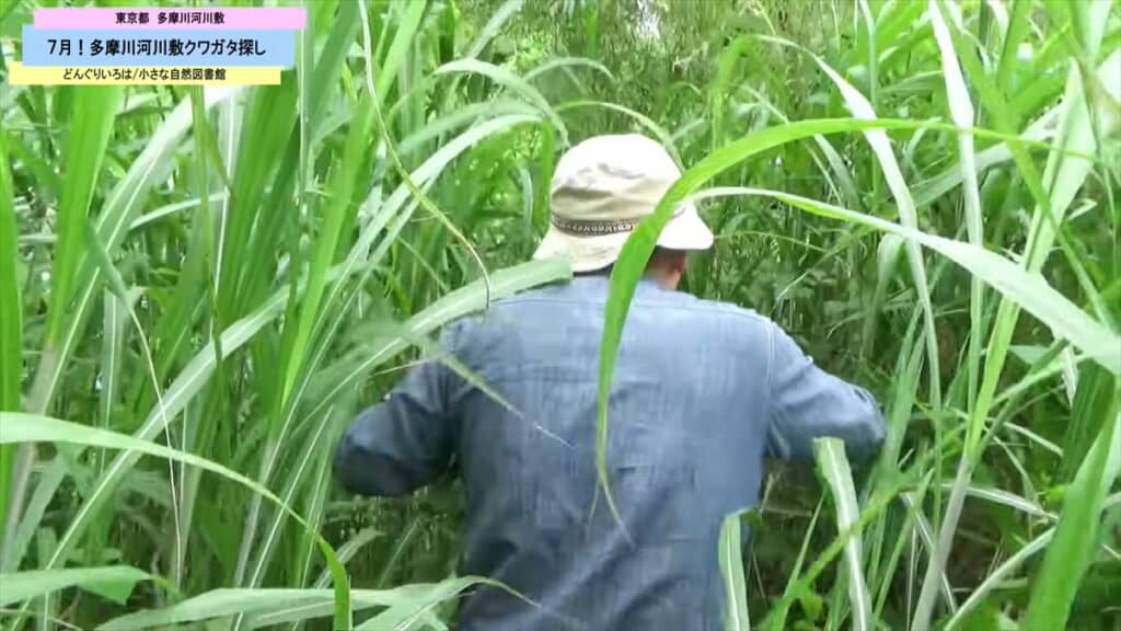 多摩川の河川敷でクワガタ探し