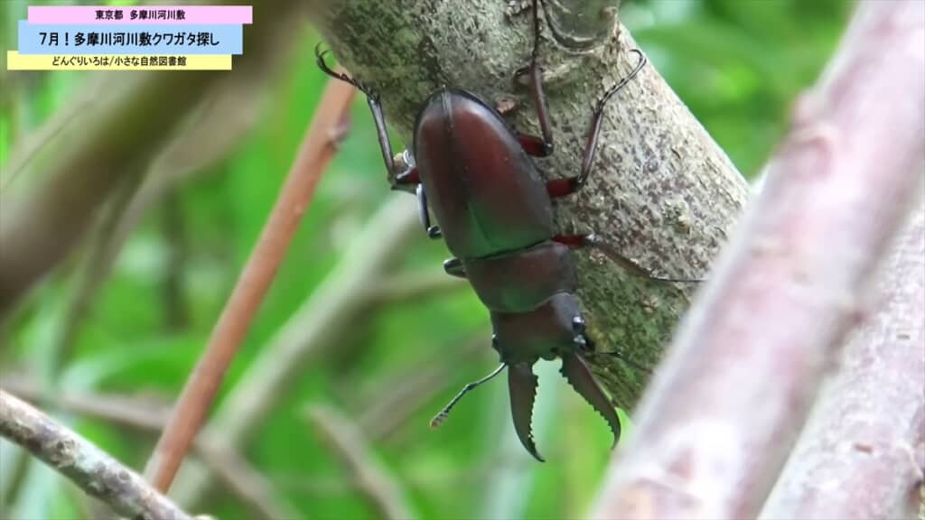 多摩川の河川敷で発見したノコギリクワガタ