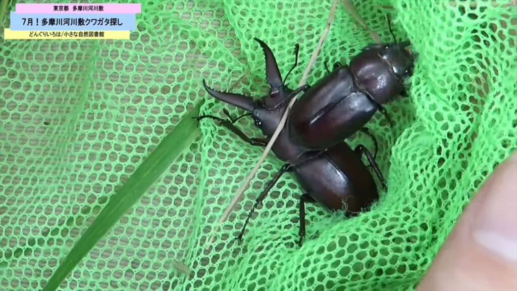 多摩川の河川敷で発見したノコギリクワガタ