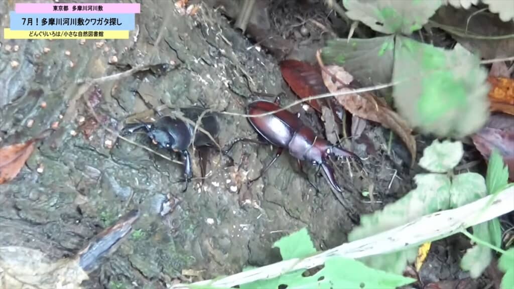 多摩川の河川敷で発見したノコギリクワガタ