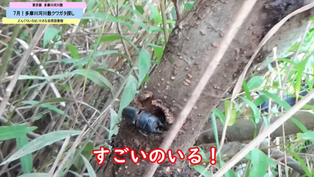 多摩川の河川敷で発見したヒラタクワガタ