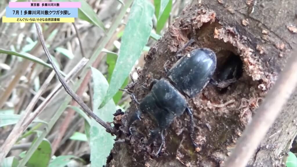 多摩川の河川敷で発見したヒラタクワガタ