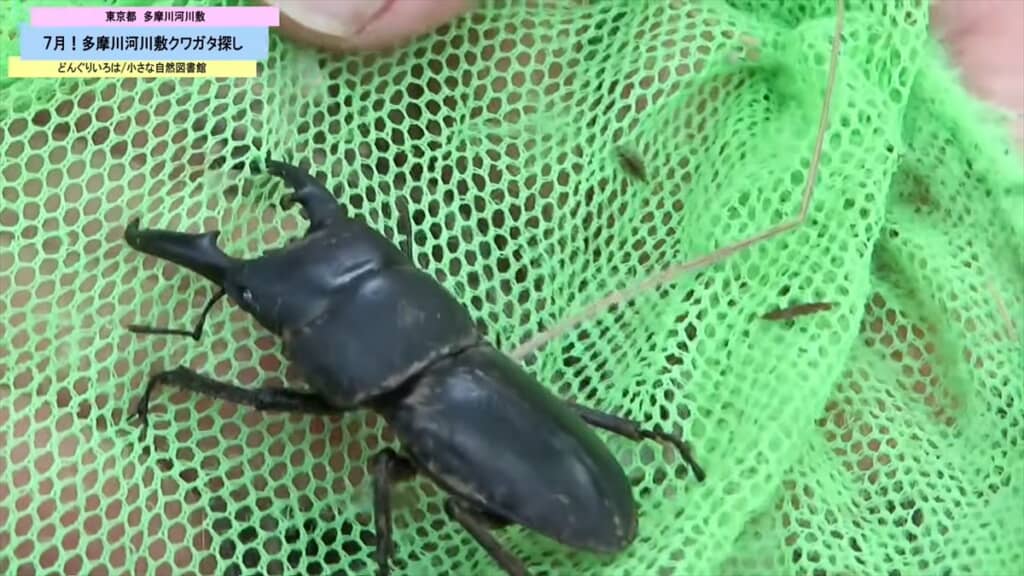 多摩川の河川敷で発見したヒラタクワガタ