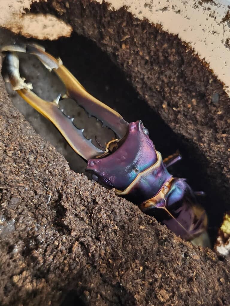 ナスみたいなビジュアルのメタリフェルホソアカクワガタ