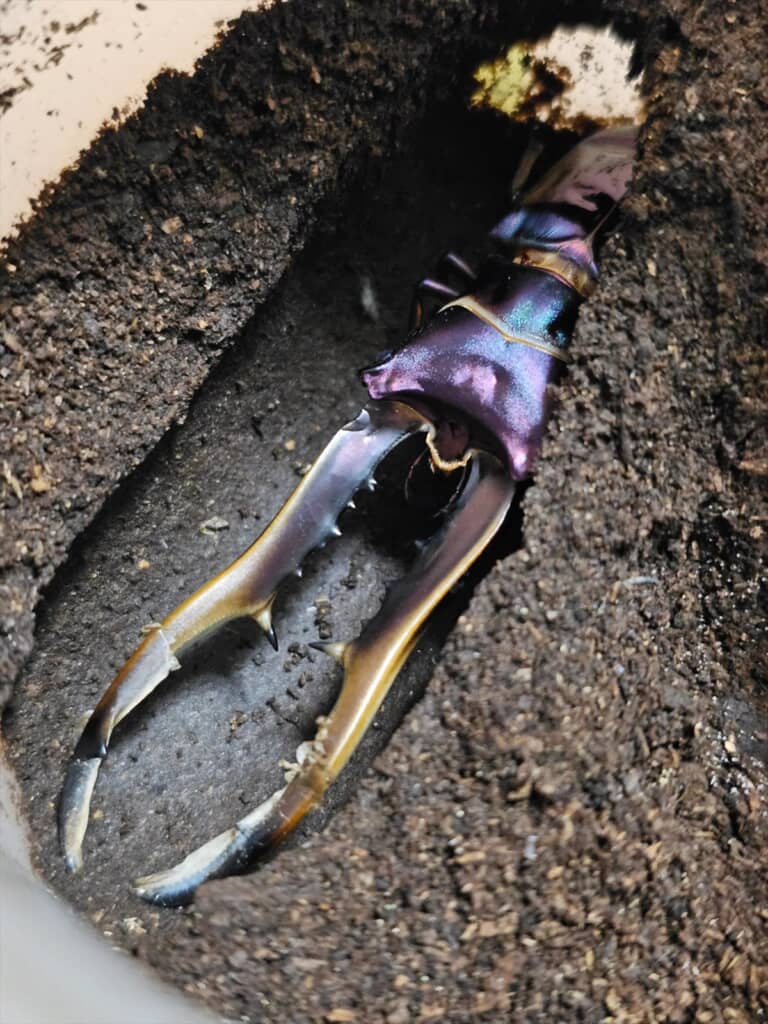 ナスみたいなビジュアルのメタリフェルホソアカクワガタ