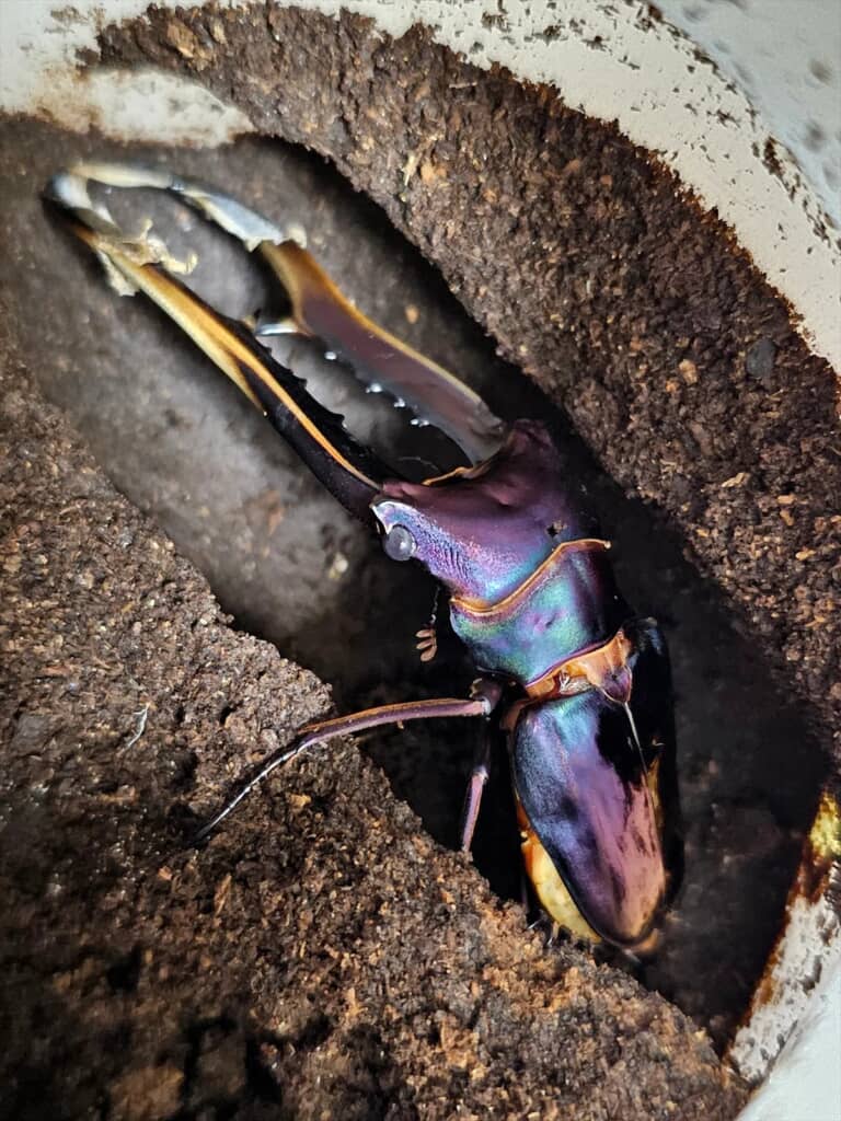 ナスみたいなビジュアルのメタリフェルホソアカクワガタ