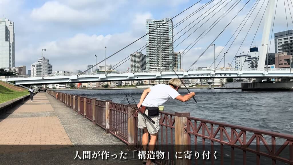 隅田川でヘチ釣り