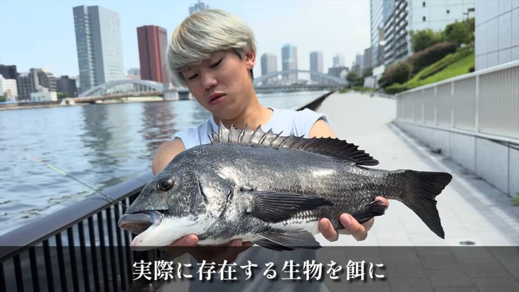 隅田川で釣れるクロダイ