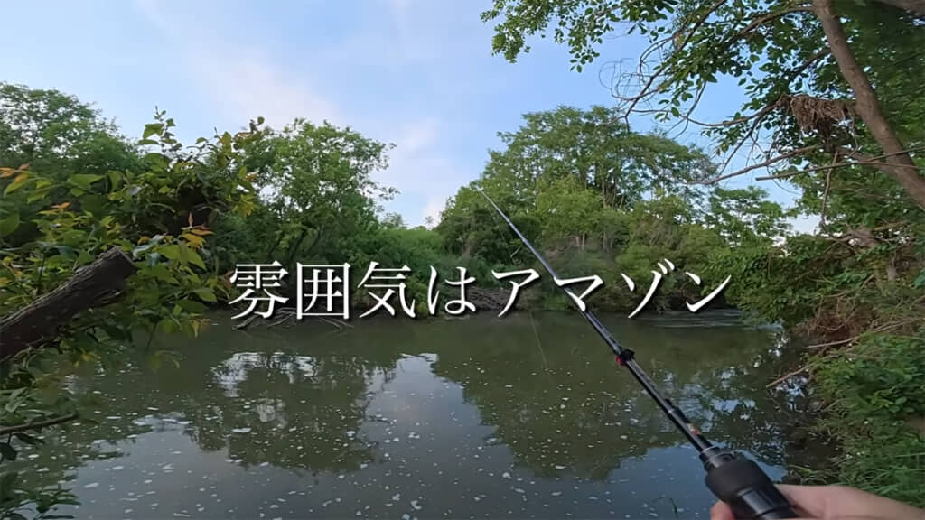 まるでアマゾンの密林のような雰囲気ですが……？