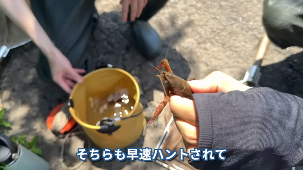 大小のアメリカザリガニがどんどん獲れる