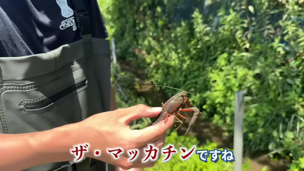 赤くて大きな個体もゴロゴロと