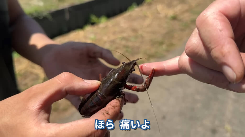 わざわざはさまれにいく茸本さん