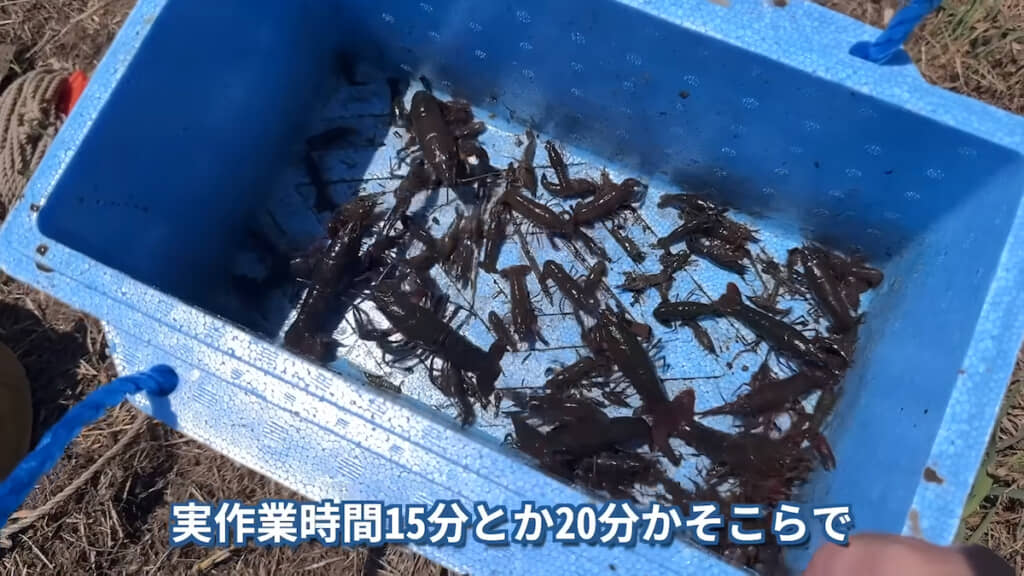 早稲田大チーム（茸本さん）の成果
