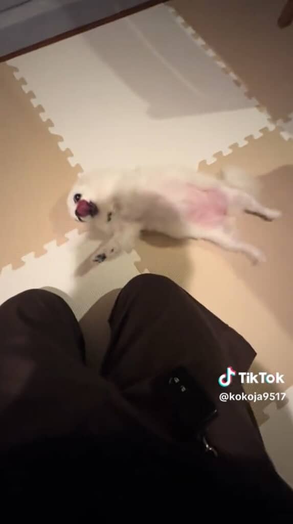 お腹撫でて！