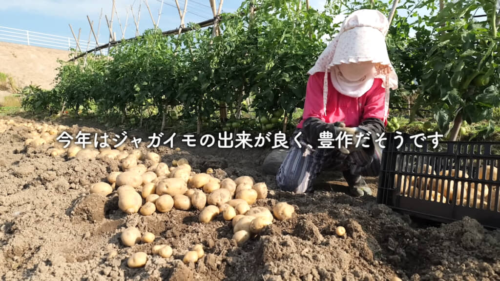 畑のジャガイモを収穫