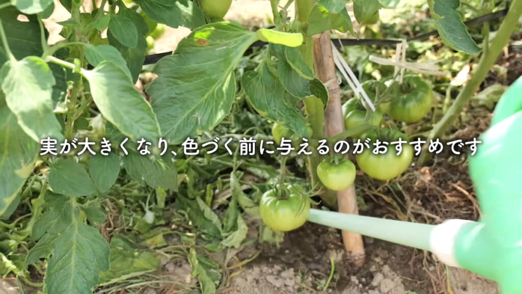 トマトに薄めた海水を与える