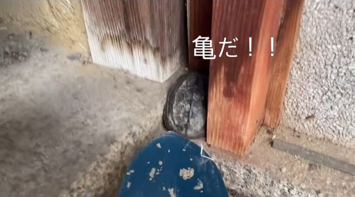 狭い隙間にカメがいた!