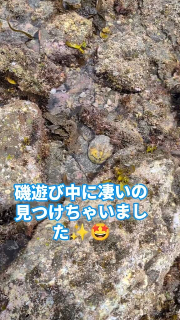 一見するとただの岩ですが……