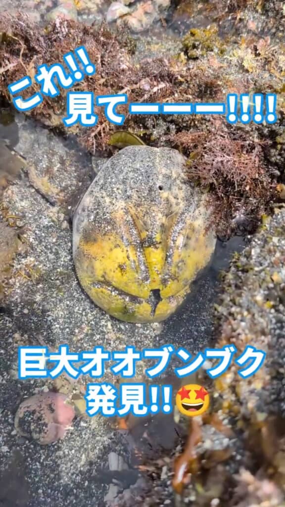 藻が生えていて分かりにくいですが、実は生き物の殻