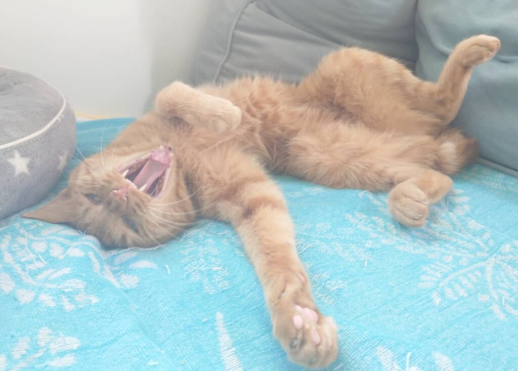 飼い主さんに「最高にブサイクで世界一かわいい」と評されたノアちゃん