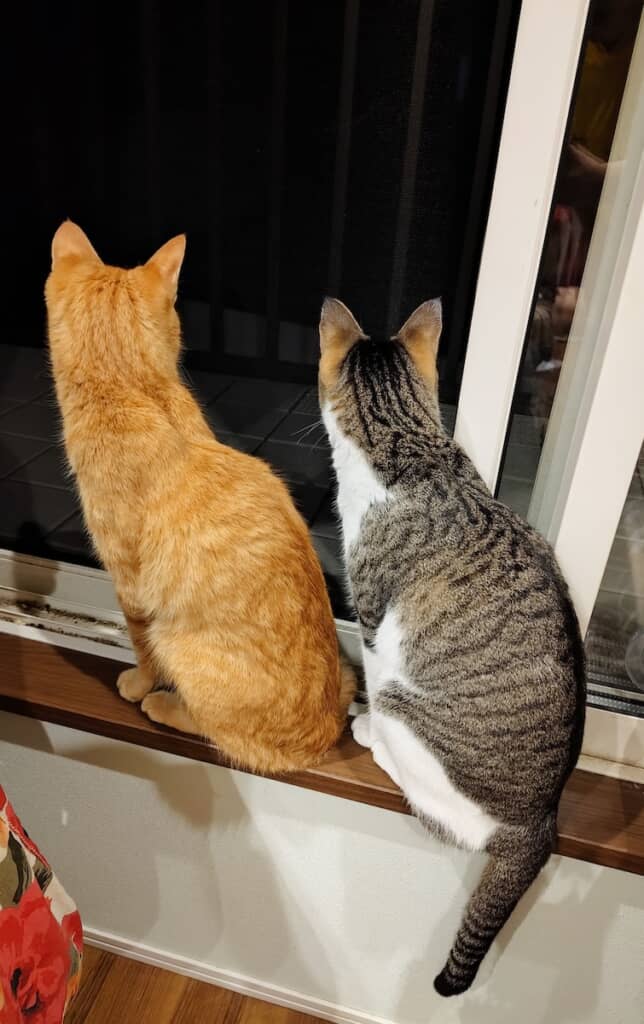 何もない空間を見つめる2匹