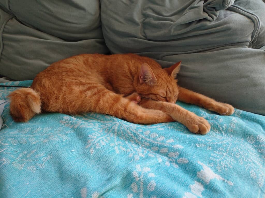 前足を伸ばして眠るのがマイブームらしいノアちゃん