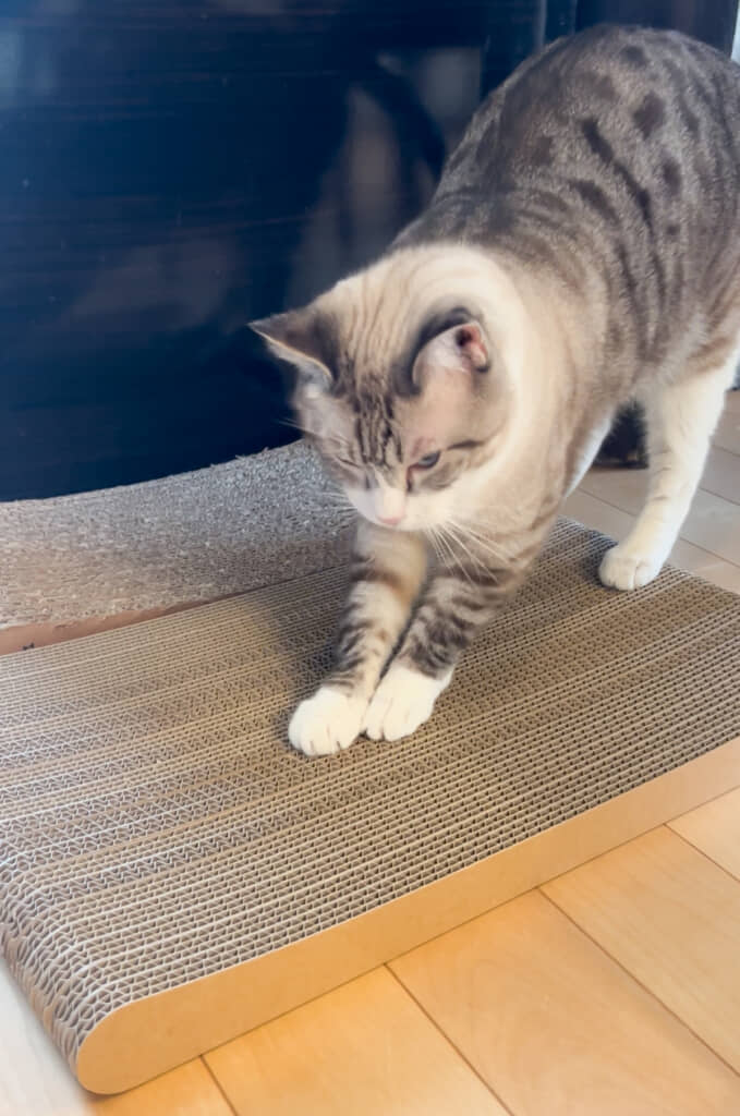 設置した瞬間にやってきてバリバリ