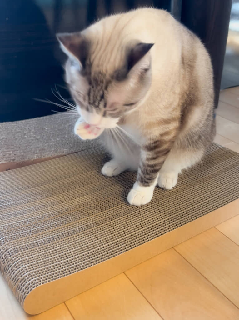 そのままその上で毛づくろい