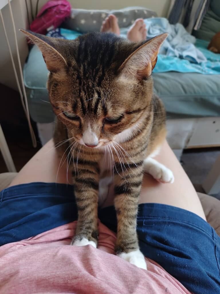 飼い主さんをねぎらって(?)マッサージしてくれることも