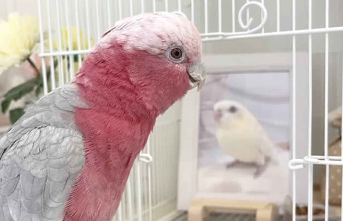 姉の遺影を見つめるインコ→次の瞬間…… 「これは涙出ますて」「ボロ泣きしちゃった」「胸がぎゅっと」(1/3) | その他生き物 ねとらぼ
