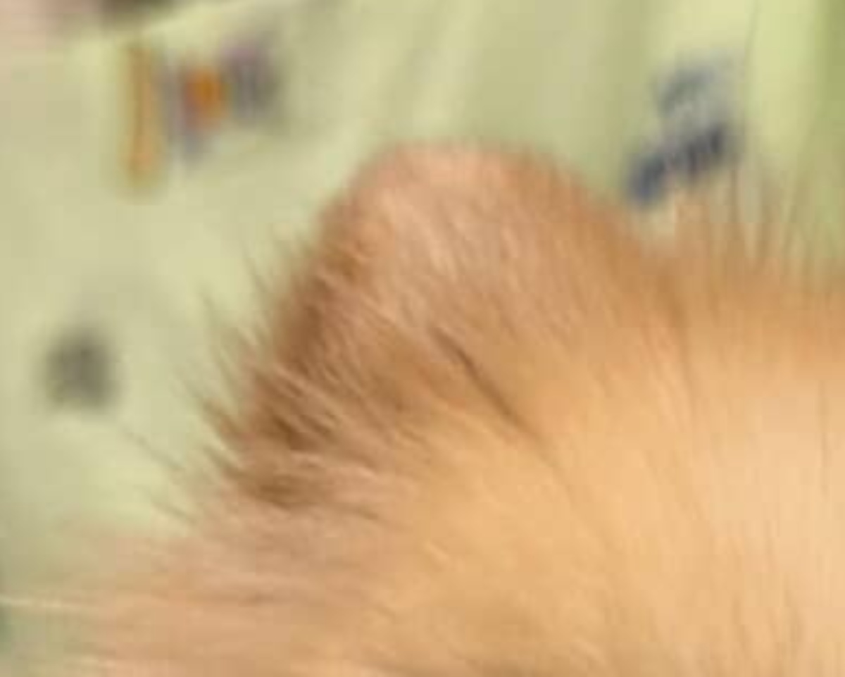 散歩中、「レッサーパンダみたい」と言われた犬→納得の姿に「ちょっとわかる」「きゃわいすぎていかん」（1/3） | 犬 ねとらぼ